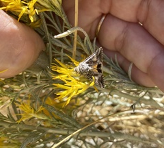 Pseudanarta