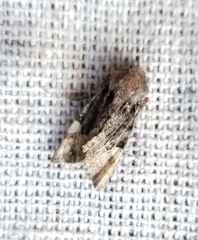 Euplexia benesimilis