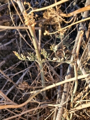 Ehrendorferia chrysantha