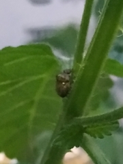 Eysarcoris guttigerus