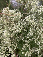 Eupatorium pubescens