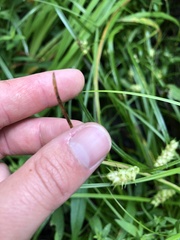 Carex tuckermanii