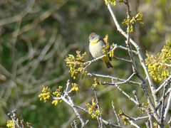 Leiothlypis virginiae
