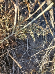 Ehrendorferia chrysantha