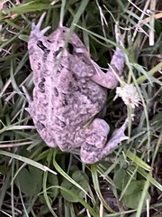 Anaxyrus terrestris