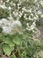 Eupatorium pubescens