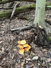 Gymnopilus subspectabilis