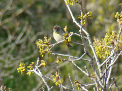 Leiothlypis virginiae