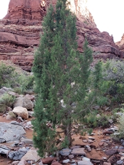 Juniperus osteosperma