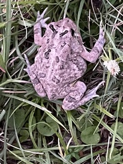 Anaxyrus terrestris