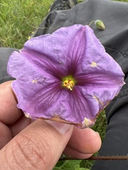 Lycianthes