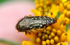 Acmaeodera mudgei