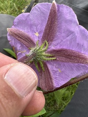 Lycianthes