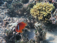 Amphiprion barberi