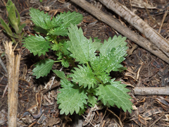 Urtica urens