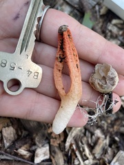 Pseudocolus fusiformis