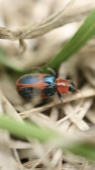 Collops quadrimaculatus