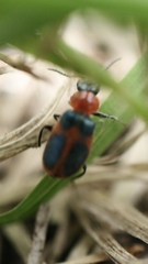 Collops quadrimaculatus