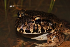 Leptodactylus labyrinthicus