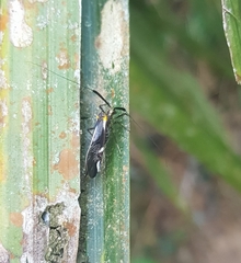 Thyrsophorinae