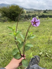 Lycianthes