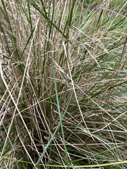 Poa labillardierei