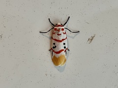 Cyana bellissima