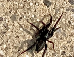 Herpyllus ecclesiasticus