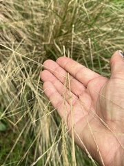 Poa labillardierei
