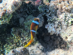 Amphiprion chrysopterus