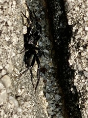 Herpyllus ecclesiasticus