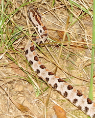 Sistrurus miliarius streckeri