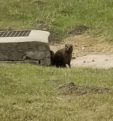 Procavia capensis capensis