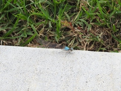 Argia apicalis