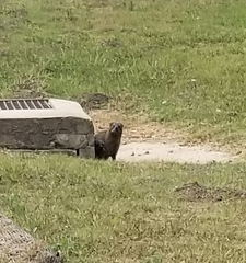 Procavia capensis capensis