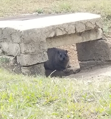 Procavia capensis capensis