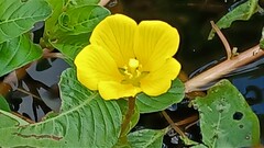 Ludwigia peploides