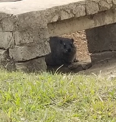 Procavia capensis capensis