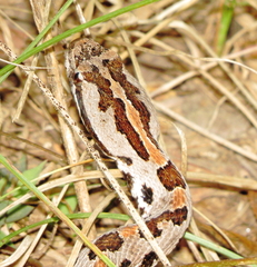 Sistrurus miliarius streckeri