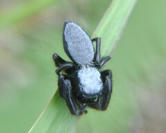 Phidippus octopunctatus