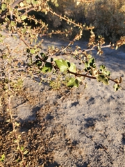 Fremontodendron californicum