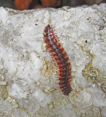 Pseudopolydesmus canadensis