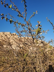 Fremontodendron californicum
