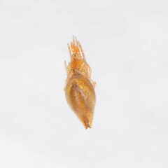 Neospintharus trigonum