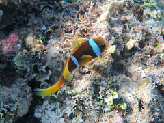 Amphiprion chrysopterus
