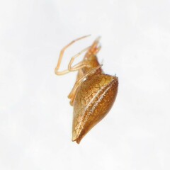 Neospintharus trigonum