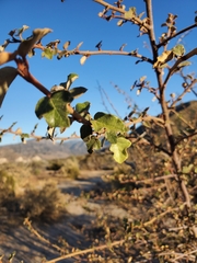 Fremontodendron californicum