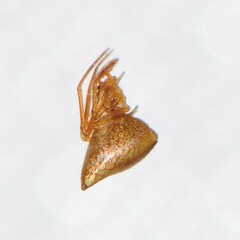 Neospintharus trigonum