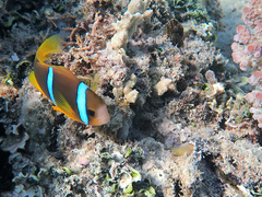 Amphiprion chrysopterus