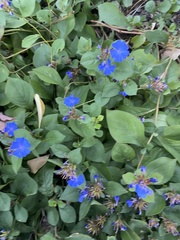 Ceratostigma